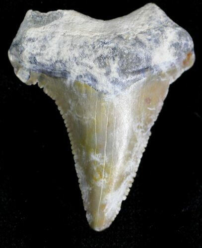 Summerville Angustiden Tooth - #28231